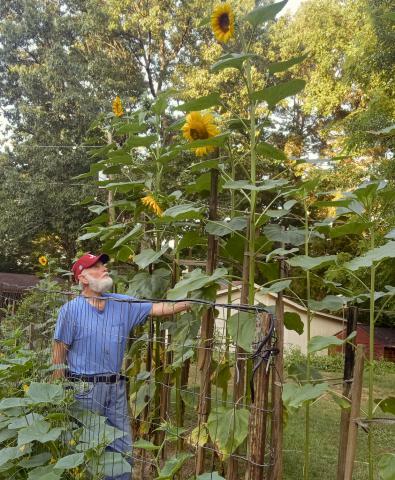 Tall sunflowers delight couple